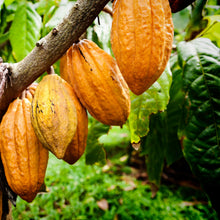 Cacao Butter Wafers