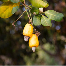 Cashews Whole