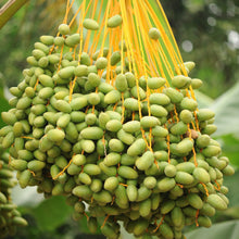 Medjool Dates (Pitted)