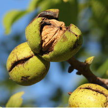 Walnuts Large Halves & Pieces